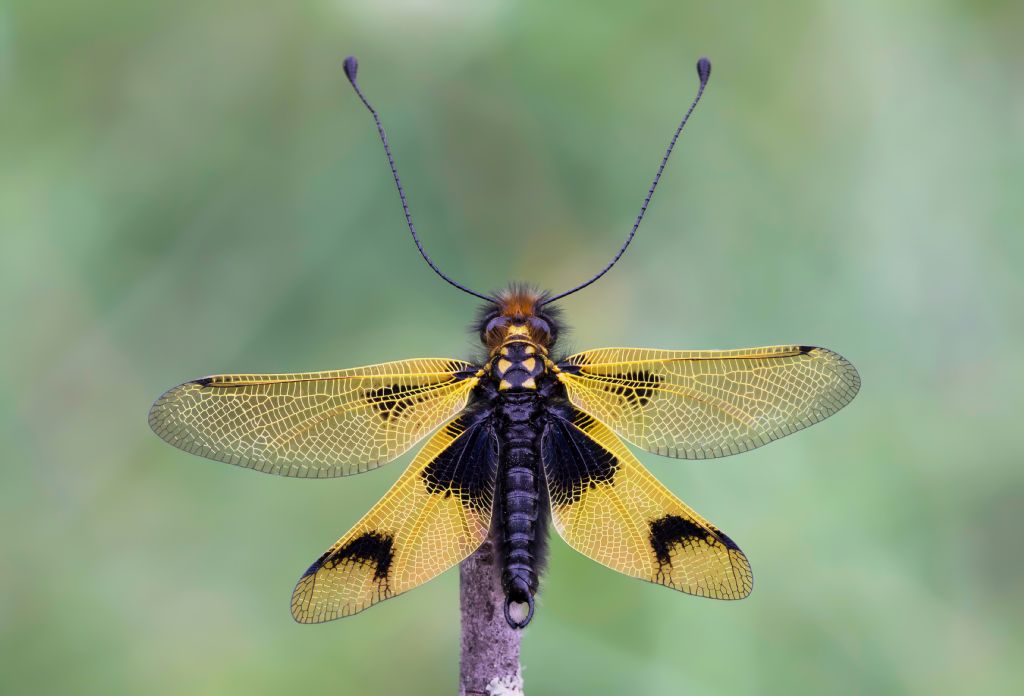 Ascalaphidae - Libelloides longicornis